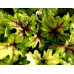 Гейхера Алабама Санрайз (Heucherella Alabama Sunrise) Гейхера Алабама Санрайз (Heucherella Alabama Sunrise)