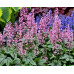 Гейхера Пинк Фицц (Heucherella Pink Fizz) Гейхера Пинк Фицц (Heucherella Pink Fizz)