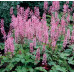 Гейхера Пинк Фицц (Heucherella Pink Fizz) Гейхера Пинк Фицц (Heucherella Pink Fizz)