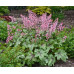 Гейхера Пинк Фицц (Heucherella Pink Fizz) Гейхера Пинк Фицц (Heucherella Pink Fizz)