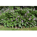 Хоста Ланцифолия (Lancifolia) Хоста Ланцифолия (Lancifolia)