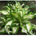 Хоста Медиовариегата (Undulata Mediovariegata) Хоста Медиовариегата (Undulata Mediovariegata)
