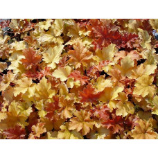 Гейхера Эмбер Вейвз (Heuchera Amber Waves) Гейхера Эмбер Вейвз (Heuchera Amber Waves)
