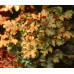 Гейхера Эмбер Вейвз (Heuchera Amber Waves) Гейхера Эмбер Вейвз (Heuchera Amber Waves)