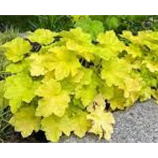 Гейхера Цитронелла (Heuchera Citronelle) Гейхера Цитронелла (Heuchera Citronelle)