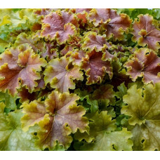 Гейхера Эппл Твист (Heuchera Apple Twist) Гейхера Эппл Твист (Heuchera Apple Twist)