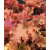 Гейхера Годжиберри (Heuchera Gojiberry) Гейхера Годжиберри (Heuchera Gojiberry)