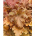 Гейхера Годжиберри (Heuchera Gojiberry) Гейхера Годжиберри (Heuchera Gojiberry)