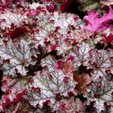 Гейхера Кан Кан (Heuchera Can Can) Гейхера Кан Кан (Heuchera Can Can)