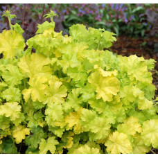 Гейхера Лайм Рикей (Heuchera Lime Rickey) Гейхера Лайм Рикей (Heuchera Lime Rickey)