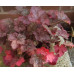 Гейхера Мини Маус (Heuchera Mini Mouse) Гейхера Мини Маус (Heuchera Mini Mouse)
