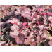 Гейхера Мини Маус (Heuchera Mini Mouse) Гейхера Мини Маус (Heuchera Mini Mouse)