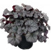 Гейхера Нозерн Экспожэ Сильвер (Heuchera Northern Exposure Silver) Гейхера Нозерн Экспожэ Сильвер (Heuchera Northern Exposure Silver)