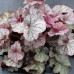 Гейхера Нозерн Экспожэ Сильвер (Heuchera Northern Exposure Silver) Гейхера Нозерн Экспожэ Сильвер (Heuchera Northern Exposure Silver)
