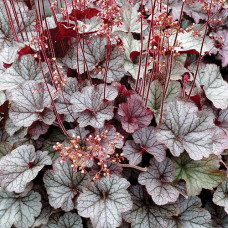Гейхера Нозерн Экспожэ Сильвер (Heuchera Northern Exposure Silver) Гейхера Нозерн Экспожэ Сильвер (Heuchera Northern Exposure Silver)