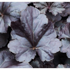 Гейхера Рекс Блэк (Heuchera Rex Black) Гейхера Рекс Блэк (Heuchera Rex Black)