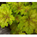 Гейхера Сплешберри (Heuchera Splashberry) Гейхера Сплешберри (Heuchera Splashberry)