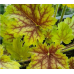 Гейхера Сплешберри (Heuchera Splashberry) Гейхера Сплешберри (Heuchera Splashberry)