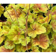 Гейхера Сплешберри (Heuchera Splashberry) Гейхера Сплешберри (Heuchera Splashberry)
