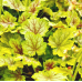Гейхера Сплешберри (Heuchera Splashberry) Гейхера Сплешберри (Heuchera Splashberry)
