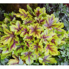 Гейхера Мохито (Heuchera Mojito) Гейхера Мохито (Heuchera Mojito)