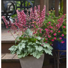 Гейхера Берри Таймлесс (Heuchera Berry Timeless) Гейхера Берри Таймлесс (Heuchera Berry Timeless)