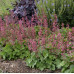 Гейхера Берри Таймлесс (Heuchera Berry Timeless) Гейхера Берри Таймлесс (Heuchera Berry Timeless)