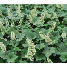 Гейхера Чантилли (Heuchera Chantilly) Гейхера Чантилли (Heuchera Chantilly)