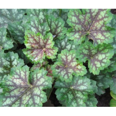 Гейхера Дэйлс Стрейн (Heuchera Dale's Strain) Гейхера Дэйлс Стрейн (Heuchera Dale's Strain)
