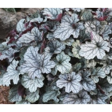 Гейхера Джейд Глосс (Heuchera Jade Gloss) Гейхера Джейд Глосс (Heuchera Jade Gloss)