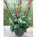 Гейхера Гринберри (Heuchera Greenberry) Гейхера Гринберри (Heuchera Greenberry)
