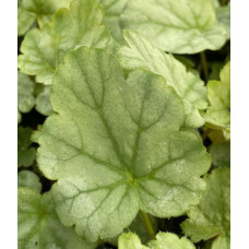 Гейхера Гринберри (Heuchera Greenberry) Гейхера Гринберри (Heuchera Greenberry)