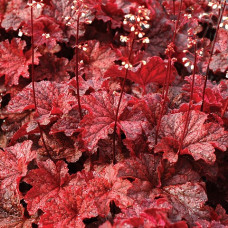Гейхера Кайюн Файер (Heuchera Cajun Fire) Гейхера Кайюн Файер (Heuchera Cajun Fire)