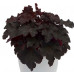 Гейхера Кайюн Файер (Heuchera Cajun Fire) Гейхера Кайюн Файер (Heuchera Cajun Fire)