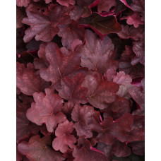 Гейхера Карнивал Бургунди Бласт (Heuchera Carnival Burgundy Blast) Гейхера Карнивал Бургунди Бласт (Heuchera Carnival Burgundy Blast)