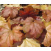 Гейхера Карнивал Коффи Бин (Heuchera Carnival Coffee Bean) Гейхера Карнивал Коффи Бин (Heuchera Carnival Coffee Bean)