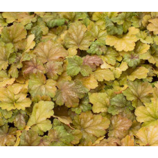 Гейхера Карнивал Коффи Бин (Heuchera Carnival Coffee Bean) Гейхера Карнивал Коффи Бин (Heuchera Carnival Coffee Bean)