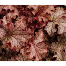 Гейхера Карнивал Пич Перфэ (Heuchera Carnival Peach Parfait) Гейхера Карнивал Пич Перфэ (Heuchera Carnival Peach Parfait)