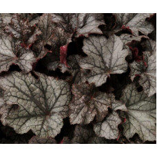Гейхера Карнивал Плам Крейзи (Heuchera Carnival Plum Crazy) Гейхера Карнивал Плам Крейзи (Heuchera Carnival Plum Crazy)