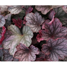Гейхера Карнивал Роуз Гранита (Heuchera Carnival Rose Granita) Гейхера Карнивал Роуз Гранита (Heuchera Carnival Rose Granita)