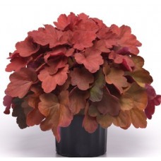 Гейхера Карнивал Синнамон Стик (Heuchera Carnival Cinnamon Stick) Гейхера Карнивал Синнамон Стик (Heuchera Carnival Cinnamon Stick)