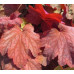 Гейхера Карнивал Ватермелон (Heuchera Carnival Watermelon) Гейхера Карнивал Ватермелон (Heuchera Carnival Watermelon)