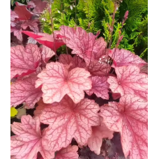 Гейхера Карнивал Ватермелон (Heuchera Carnival Watermelon) Гейхера Карнивал Ватермелон (Heuchera Carnival Watermelon)