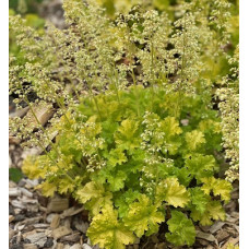 Гейхера Лаймберри (Heuchera Limeberry) Гейхера Лаймберри (Heuchera Limeberry)