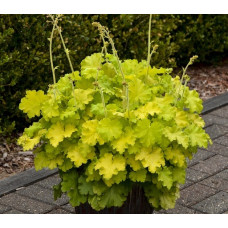 Гейхера Лемон Лав (Heuchera Lemon Love) Гейхера Лемон Лав (Heuchera Lemon Love)