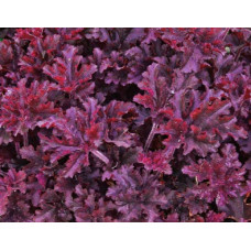 Гейхера Мелтинг Файер (Heuchera Melting Fire) Гейхера Мелтинг Файер (Heuchera Melting Fire)