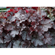 Гейхера Нозерн Экспожэ Блэк (Heuchera Northern Exposure Black) Гейхера Нозерн Экспожэ Блэк (Heuchera Northern Exposure Black)
