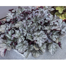 Гейхера Рекс Сильвер (Heuchera Rex Silver) Гейхера Рекс Сильвер (Heuchera Rex Silver)