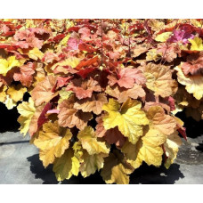 Гейхера Саузен Комфорт (Heuchera Southern Comfort) Гейхера Саузен Комфорт (Heuchera Southern Comfort)