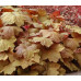 Гейхера Саузен Комфорт (Heuchera Southern Comfort) Гейхера Саузен Комфорт (Heuchera Southern Comfort)